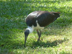 Threskiornis spinicollis