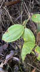Rhodamnia (Rhodamnia)