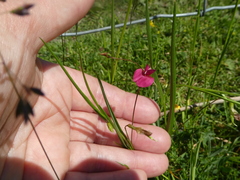 Lathyrus nissolia