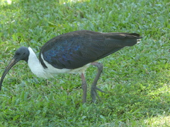 Threskiornis spinicollis