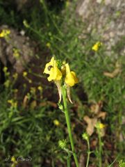 Linaria saxatilis