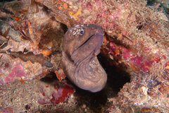 Gymnothorax prionodon