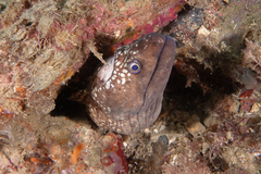 Gymnothorax prionodon