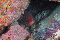 Epinephelus rivulatus