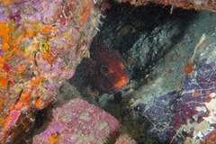 Epinephelus rivulatus