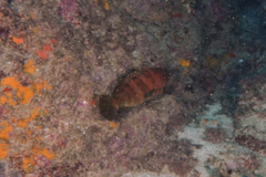 Epinephelus rivulatus