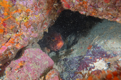 Epinephelus rivulatus