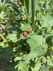 Leptinotarsa decemlineata