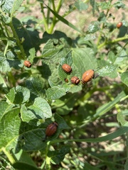 Leptinotarsa decemlineata