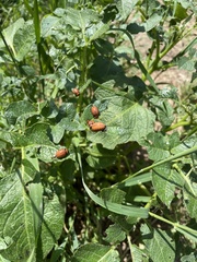 Leptinotarsa decemlineata