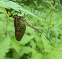 Ephemera danica