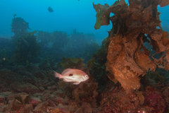 Caesioperca lepidoptera