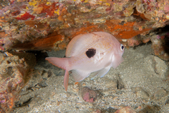 Caesioperca lepidoptera