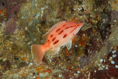 Bodianus unimaculatus
