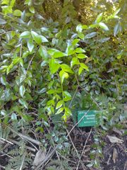 Metrosideros bartlettii