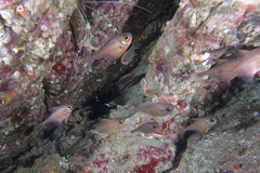 Pempheris adspersa