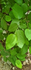 Styrax officinalis