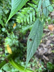 Agomadaranus pardaloides