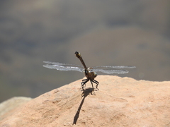 Phanogomphus kurilis