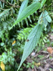 Agomadaranus pardaloides