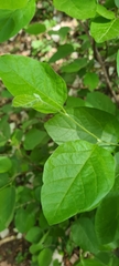 Styrax officinalis
