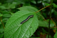 Cyclidia substigmaria