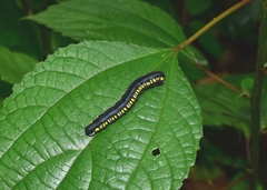 Cyclidia substigmaria