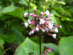 Parasenecio praetermissus