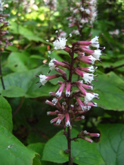 Parasenecio praetermissus