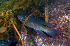 Odax pullus