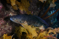 Odax pullus