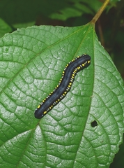 Cyclidia substigmaria