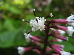 Parasenecio praetermissus