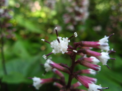 Parasenecio praetermissus