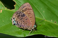 Arhopala trogon