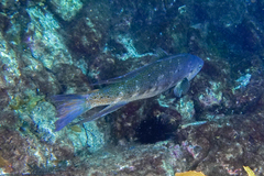 Odax pullus