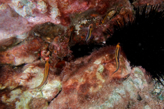 Forsterygion maryannae