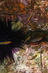 Forsterygion maryannae