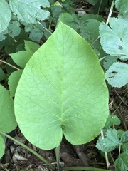 Trachystemon