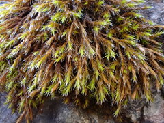 Schistidium robustum