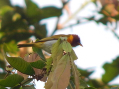 Hemithraupis ruficapilla