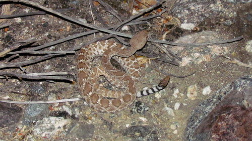iNaturalist observation photo of Red Diamond Rattlesnake