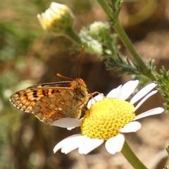 Euphydryas desfontainii