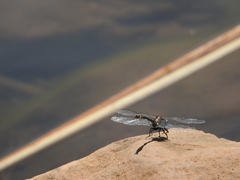 Phanogomphus kurilis