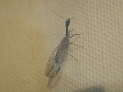 Dichrostigma flavipes