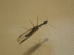 Dichrostigma flavipes