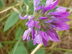 Bituminaria bituminosa