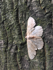 Hypomecis punctinalis