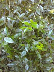 Metrosideros bartlettii