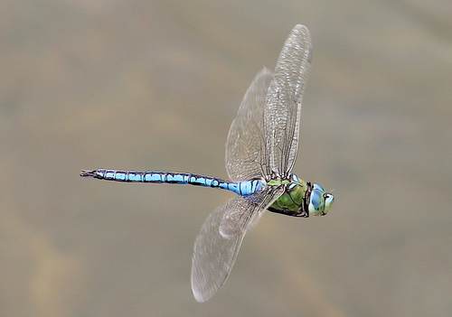 Imperatoriškasis Laumžirgis nuotrauka